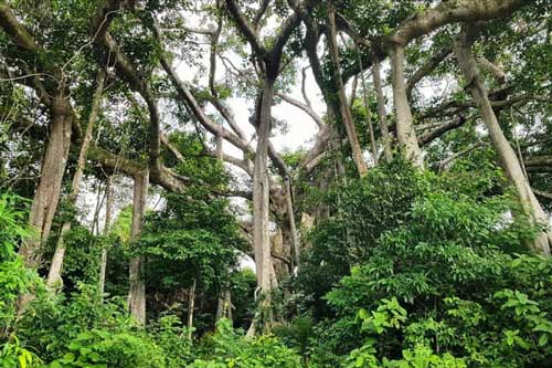 Chiêm ngưỡng cây đa hơn 800 năm tuổi trên bán đảo Sơn Trà