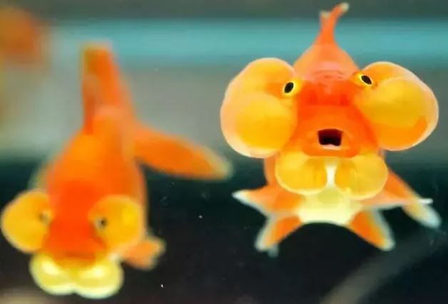 Cá vàng, loài cá đáng thương nhất trên hành tinh của chúng ta