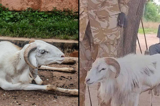 Con cừu bị kết án tù vì tội… giết người