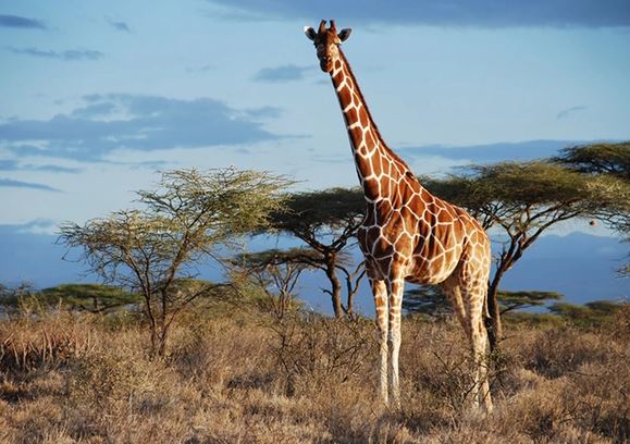 Từng là hươu 'ngắn cổ' cách đây 17 triệu năm, điều gì khiến hươu cao cổ có...chiếc cổ dài như ngày nay?