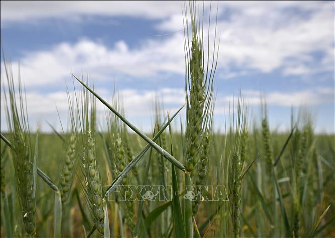 Nga tìm giải pháp thông thương ngũ cốc của Ukraine