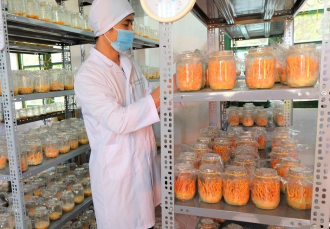 TraphacoSapa: Nâng niu nguồn dược liệu Việt