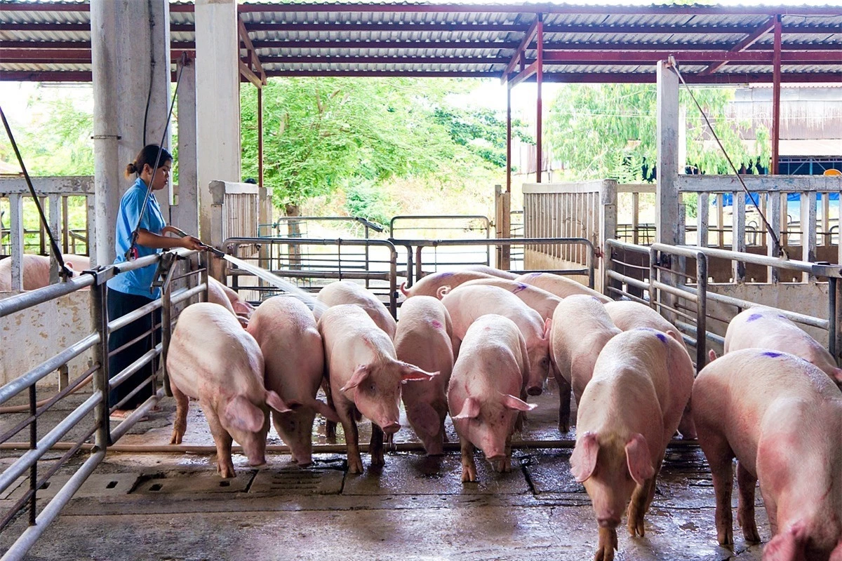 Giá heo hơi ngày 7/6/2022: Việt Nam tăng xuất khẩu thịt heo