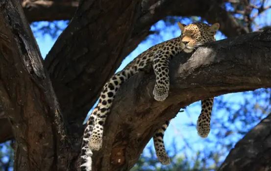 Động vật ngủ như thế nào? Thói quen ngủ của các loài khác nhau ra sao?