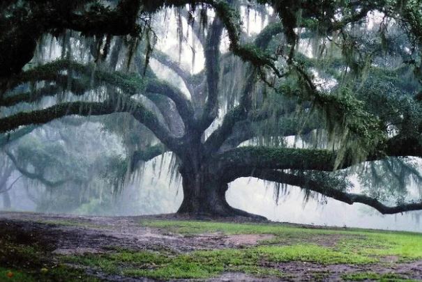 16 hình ảnh thiên nhiên mãn nhãn, chứng minh trái đất luôn ẩn chứa nhiều điều bất ngờ