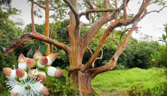 Vì sao bạch đàn được gọi là "cây hút vàng"? Nghiên cứu khoa học dài hơi chỉ ra bí mật nằm ở bộ phận vùi sâu dưới lòng đất