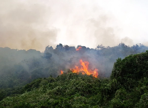 Chi cục Kiểm lâm Đà Nẵng cảnh báo nguy cơ cháy rừng trên địa bàn TP đang lên đến mức nguy hiểm, 
