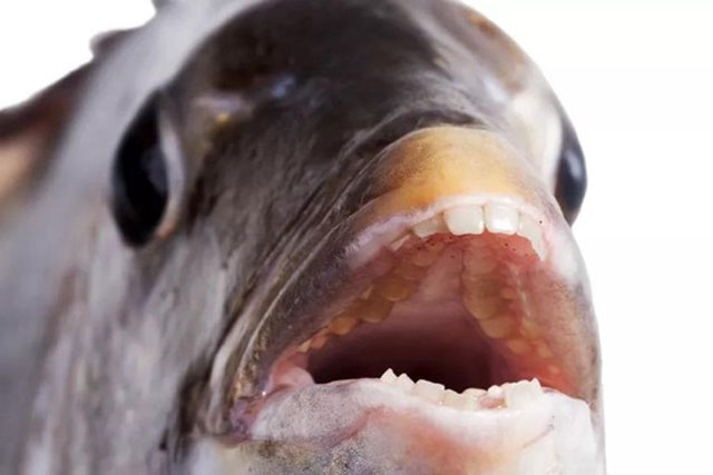 Sự thật về loài cá có răng như người