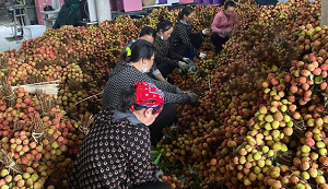 Lục Ngạn (Bắc Giang): Yêu cầu không cho mượn mã vùng trồng, cơ sở đóng gói vải thiều