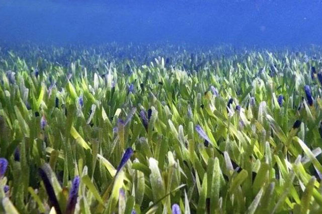 Phát hiện thảm thực vật lớn nhất thế giới rộng tới 200 km2