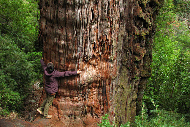 Tranh cãi cây đại thụ sống lâu đời nhất trên thế giới, gần 5.500 năm tuổi
