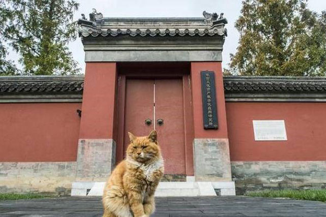 Linh vật sống của Tử Cấm Thành - 'Ngự miêu' canh gác Cố cung