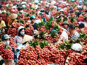 Kiểm soát việc trừ lùi cân vải thiều trong lúc thu mua: Lục Ngạn triển khai đường dây nóng