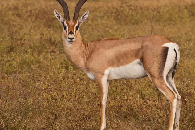 Bị đàn chó hoang và bầy cá sấu săn đuổi, linh dương thoát chết trong gang tấc