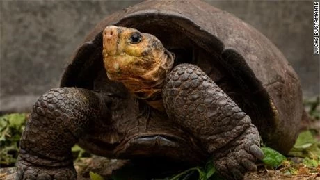 Loài rùa quý hiếm tưởng đã tuyệt chủng hàng thế kỷ trước bỗng được phát hiện vẫn &quot;sống nhăn răng&quot; ở nơi không ngờ - Ảnh 3.