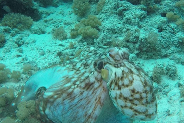 Kinh ngạc trước tài ngụy trang của bạch tuộc