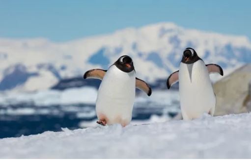 Bắc Cực và Nam Cực, nơi nào lạnh hơn?