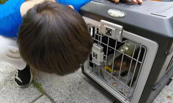 Gia đình nhặt được "cún con" về nuôi, 2 tháng sau phát hiện là loài động vật được bảo vệ cấp quốc gia