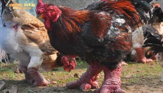 Việt Nam sở hữu giống gà đặc hữu, quý hiếm; dân mạng Trung Quốc ví với Xích cước đại tiên