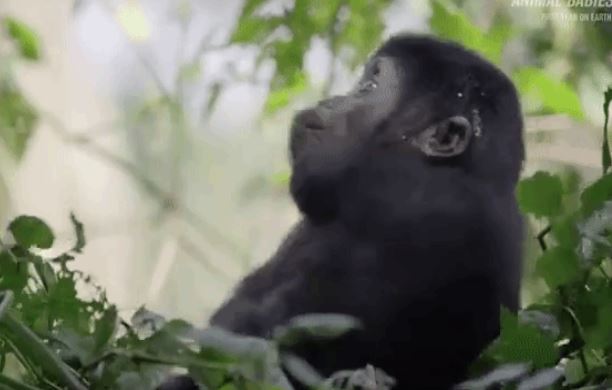 Tỷ lệ chết con non của loài có DNA gần giống người tăng cao đột ngột: "Hung thủ" bất ngờ