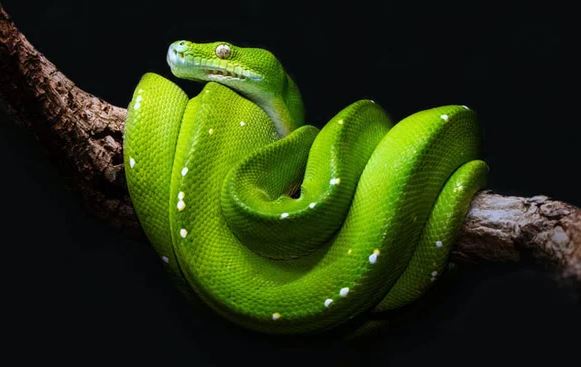 Những sự thật thú vị và kỳ lạ về các loài động vật