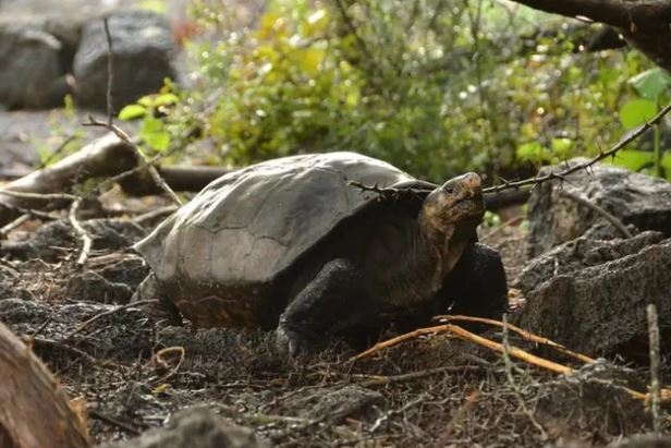 Loài rùa quý hiếm tưởng tuyệt chủng hàng thế kỷ trước bỗng được phát hiện vẫn sống ở nơi không ngờ
