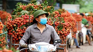 Sắp xây đường lớn hỗ trợ tiêu thụ vải thiều Lục Ngạn