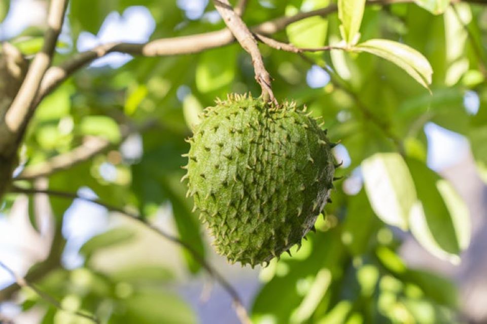 Cách làm trà mãng cầu
