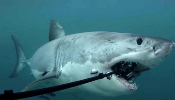 Có thật là cá mập thích cắn cáp quang biển?