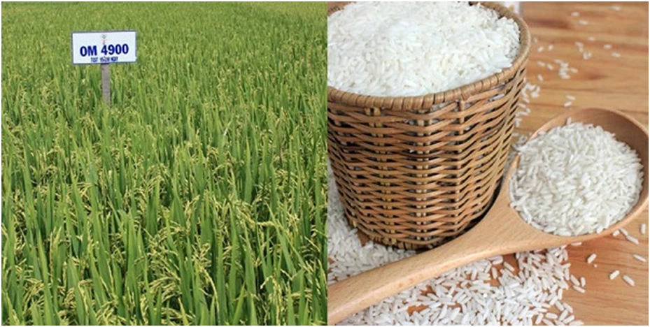 Giống lúa OM4900 trồng theo phương thức sạch cho ra sản phẩm gạo chất lượng cao.