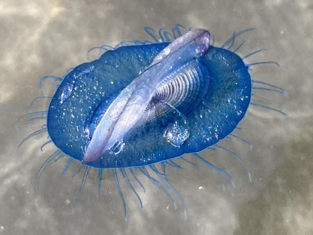 15 khoảnh khắc diệu kì tới choáng ngợp từ thiên nhiên, tận mắt chứng kiến mà còn không tin nổi