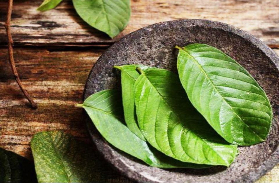 Những lợi ích "vàng" ít ai biết của lá ổi