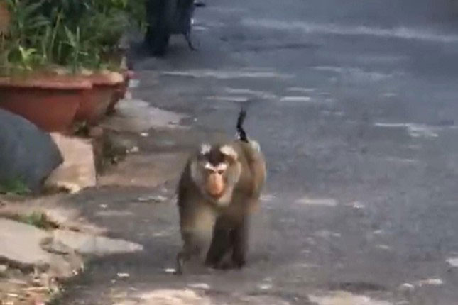 Bất ngờ xuất hiện cá thể khỉ lang thang giữa phố Buôn Ma Thuột