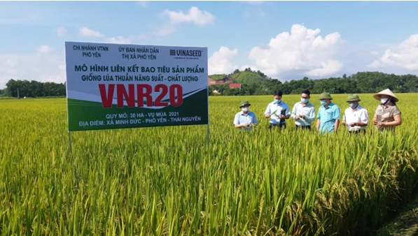 Vinaseed đồng hành cùng nông dân các tỉnh thành liên kết bao tiêu sản phẩm.
