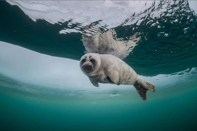 Bơi theo dấu chân của hải cẩu Baikal