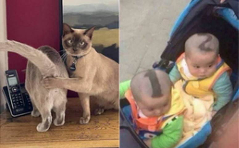 Bộ ảnh dí dỏm không đầu không cuối nhưng lại khiến bạn cười mãi không thôi