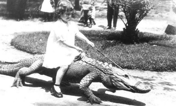 Những bức ảnh hiếm hoi về trại cá sấu những năm 1920 tại California, nơi trẻ em có thể cưỡi và chơi với cá sấu!