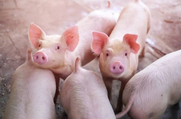 Trung Quốc thành công trong việc nhân bản lợn hoàn toàn bằng robot và AI