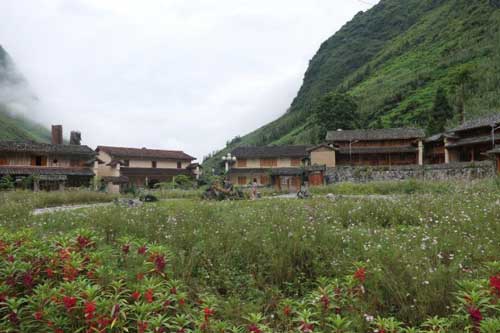 P&#x1EA3; Vi H&#x1EA1; - B&#xF4;ng hoa r&#x1EF1;c r&#x1EE1; d&#x1B0;&#x1EDB;i ch&#xE2;n &#x111;&#xE8;o M&#xE3; P&#xEC; L&#xE8;ng