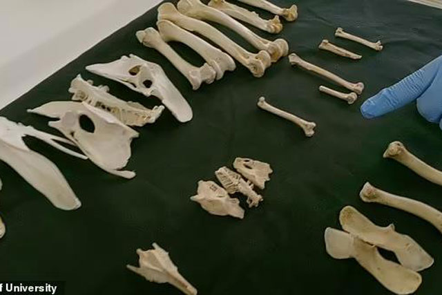 Hài cốt không phải người trong mộ cổ: Giật mình chân dung "thần hộ tống linh hồn"