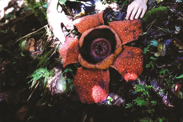 Loài hoa đến từ thế giới khác