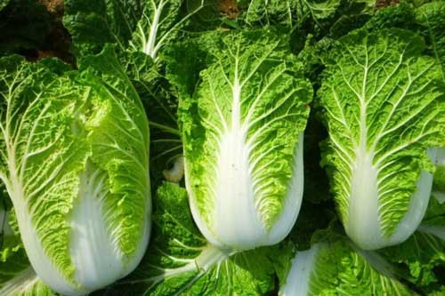 Rau cải thảo mua "trắng" hay "xanh" mới đúng, đa số chọn sai vì điều này