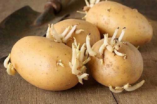 Khoai tây mọc mầm gây ngộ độc có đúng? Dừng tranh cãi nếu biết điều này