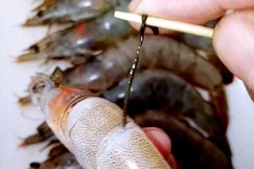 Ăn tôm chớ nên tiếc những bộ phận này dù ngon đến mấy