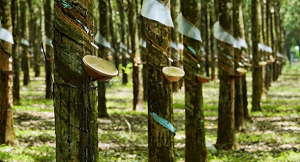 Để doanh nghiệp ngành cao su phát triển bền vững: Cần lộ trình và hỗ trợ chính sách