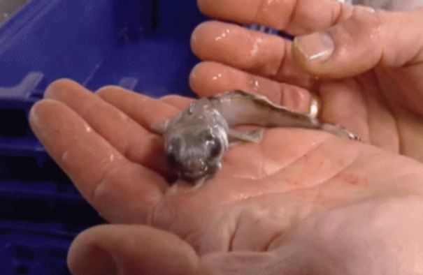 Lạ lùng loài cá được tìm thấy ở Nam Cực: Sẽ chết nếu nhiệt độ vượt quá 5 độ, máu màu trắng