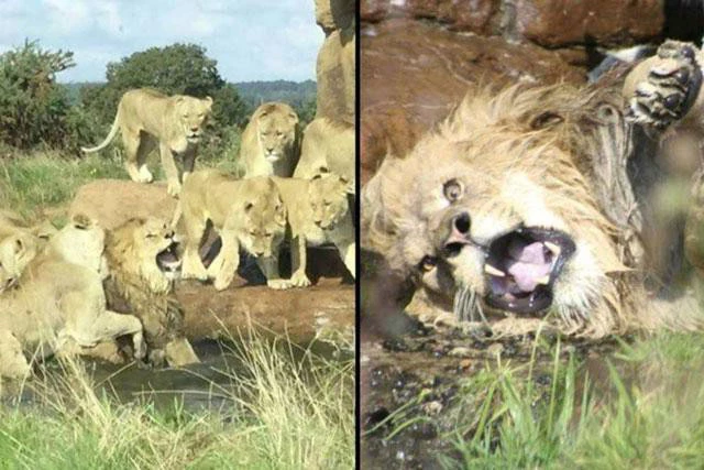 Sư tử đực bị bầy sư tử cái tấn công.