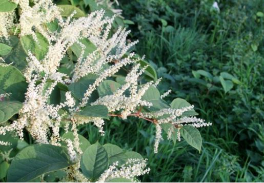 Cặp vợ chồng đâm đơn kiện hàng xóm hơn 7 tỷ chỉ vì bụi cây dại mọc quanh nhà