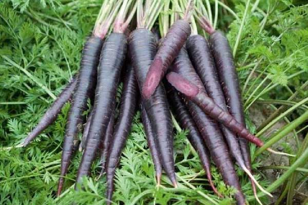 7 tác dụng tuyệt vời của cà rốt đen đối với sức khoẻ