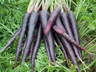 7 tác dụng tuyệt vời của cà rốt đen đối với sức khoẻ